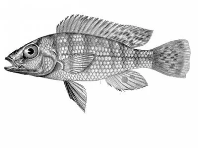Zambezi happy (Pharyngochromis darlingi)