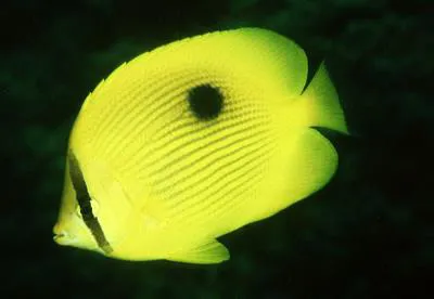 Zanzibar butterflyfish (Chaetodon zanzibarensis)