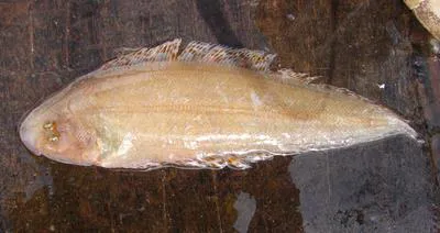 Zanzibar tonguesole (Cynoglossus zanzibarensis)