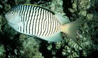 Zebra angelfish (Genicanthus caudovittatus)