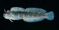 Zebra blenny (Istiblennius zebra)