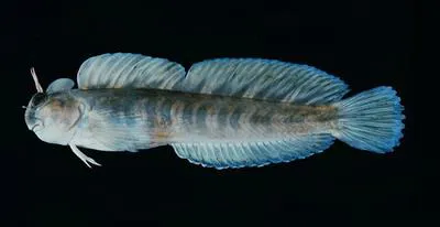 Zebra blenny (Istiblennius zebra)