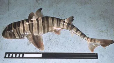 Zebra bullhead shark (Heterodontus zebra)