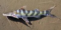 Zebra catfish (Brachyplatystoma juruense)