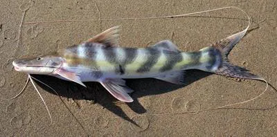 Zebra catfish (Brachyplatystoma juruense)