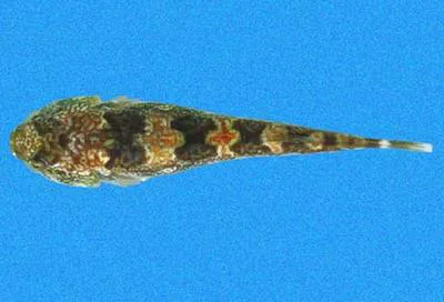 Zebra clingfish (Tomicodon zebra)