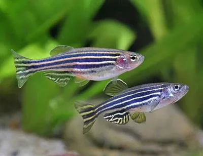 Zebra danio (Danio rerio)