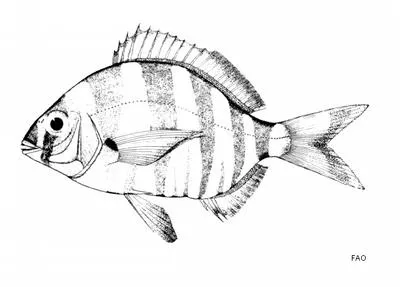 Zebra (Diplodus cervinus hottentotus)