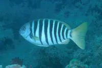 Zebra fish (Girella zebra)