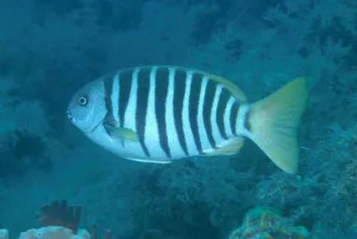 Zebra fish (Girella zebra)