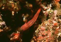Zebra goby (Lythrypnus zebra)