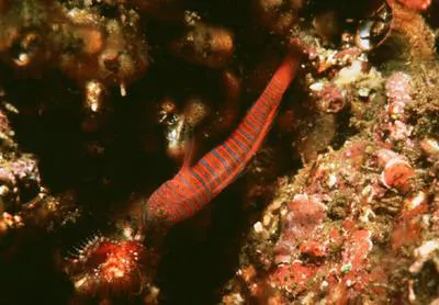 Zebra goby (Lythrypnus zebra)