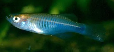 Zebra lampeye (Hypsopanchax zebra)