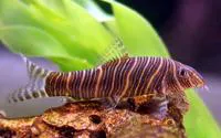 Zebra loach (Botia striata)