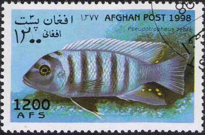 Zebra mbuna (Maylandia zebra)