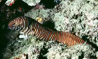 Zebra moray (Gymnomuraena zebra)