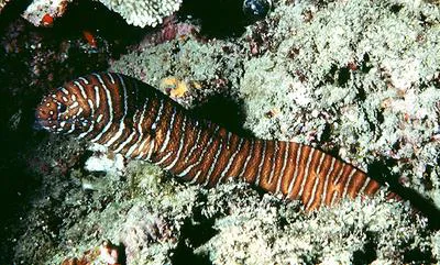 Zebra moray (Gymnomuraena zebra)