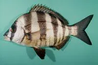 Zebra seabream (Diplodus cervinus cervinus)