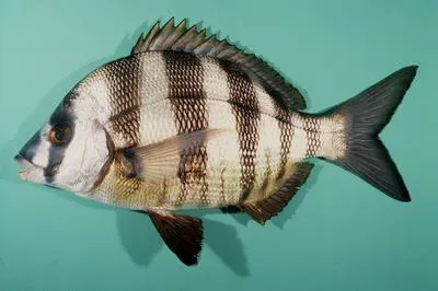 Zebra seabream (Diplodus cervinus cervinus)