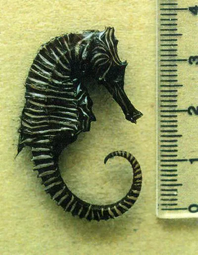 Zebra seahorse (Hippocampus zebra)