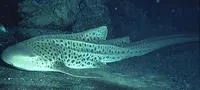 Zebra shark (Stegostoma fasciatum)