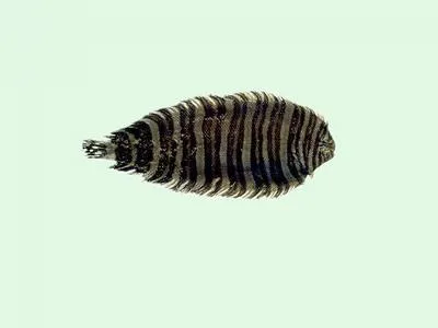 Zebra sole (Zebrias zebra)