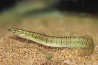 Zebra spiny eel (Macrognathus zebrinus)