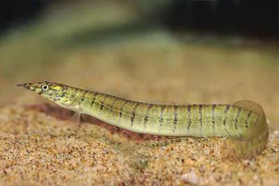 Zebra spiny eel (Macrognathus zebrinus)