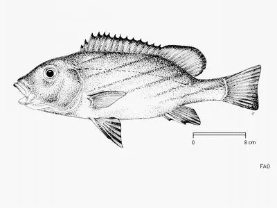Zebra sweetlip (Plectorhinchus paulayi)