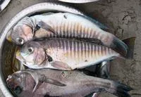 Zebra tilefish (Branchiostegus semifasciatus)