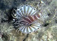 Zebra turkeyfish (Dendrochirus zebra)