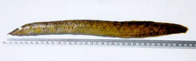 Zig-zag eel (Mastacembelus armatus)