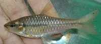Zigzag barb (Barbus miolepis)