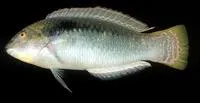 Zigzag wrasse (Halichoeres scapularis)