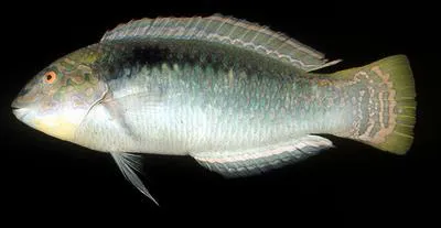 Zigzag wrasse (Halichoeres scapularis)