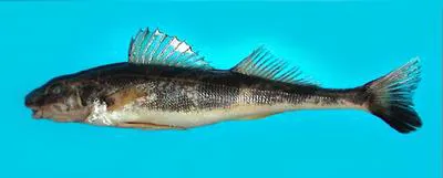 Zingel (Zingel zingel)