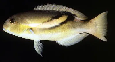 Zoster wrasse (Choerodon zosterophorus)