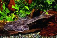 Zucchini catfish (Isorineloricaria spinosissima)