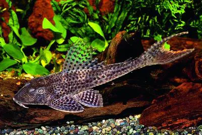 Zucchini catfish (Isorineloricaria spinosissima)