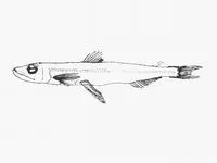 Zugmayer's pearleye (Benthalbella infans)