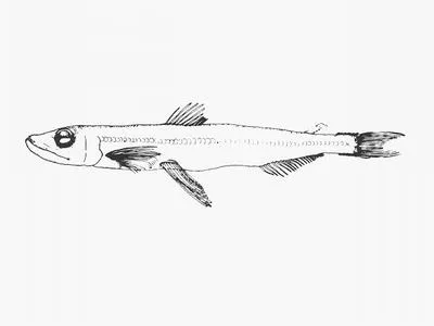 Zugmayer's pearleye (Benthalbella infans)