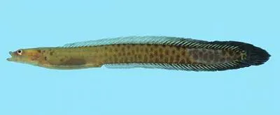 Zulu snakelet (Halimuraena shakai)